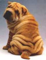 SHAR-PEI